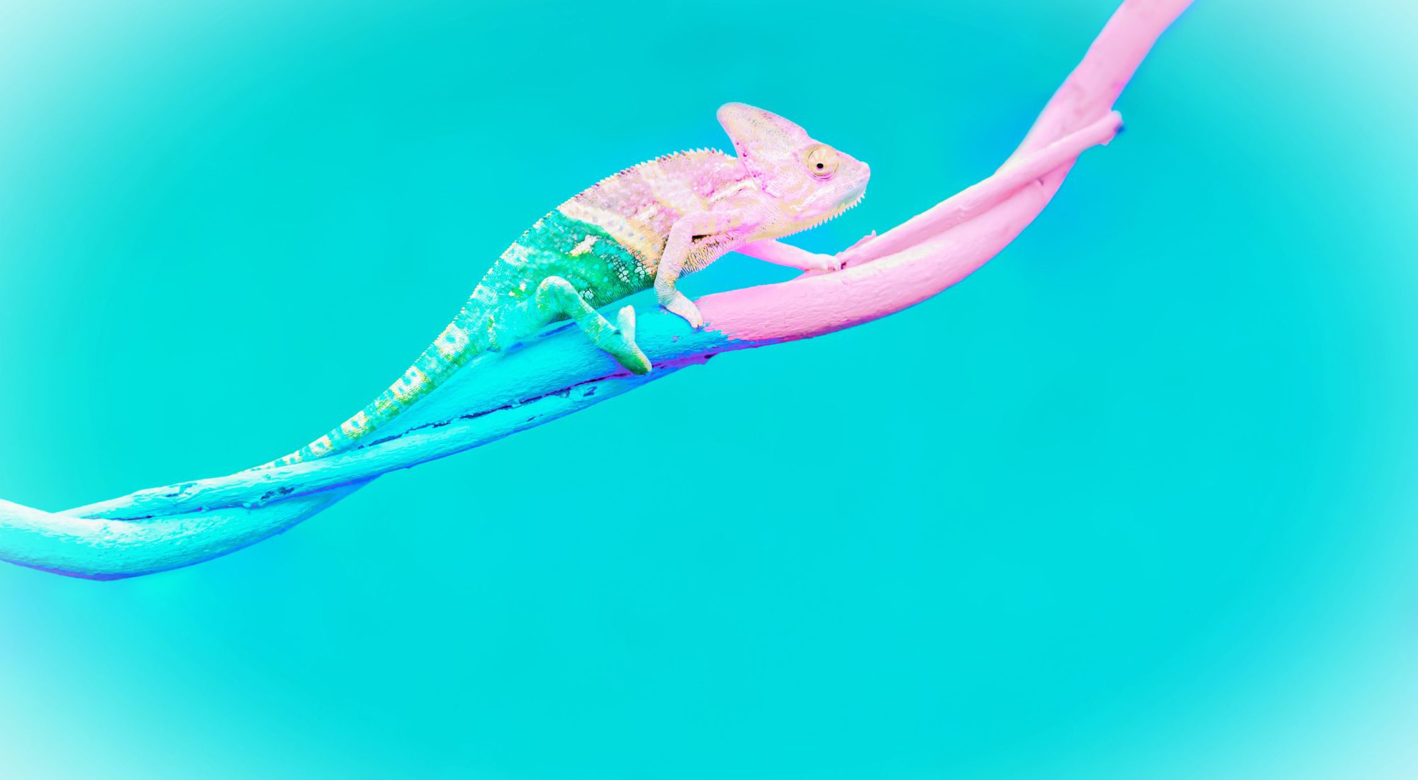 MIMICRY_2 MIMICRY_2